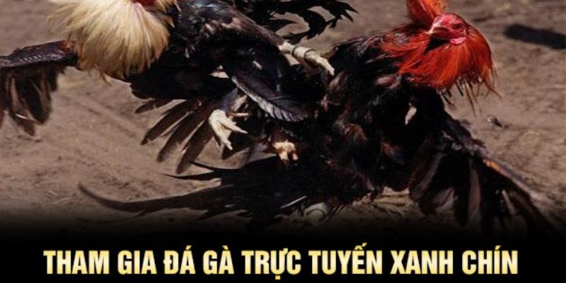 Hướng dẫn tham gia cá cược đá gà trực tiếp BJ88.