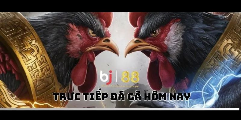  Đá Gà Trực Tiếp Thomo BJ88 - Một Cách Tiếp Cận Mới