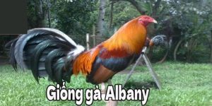 Giới thiệu về Gà Albany